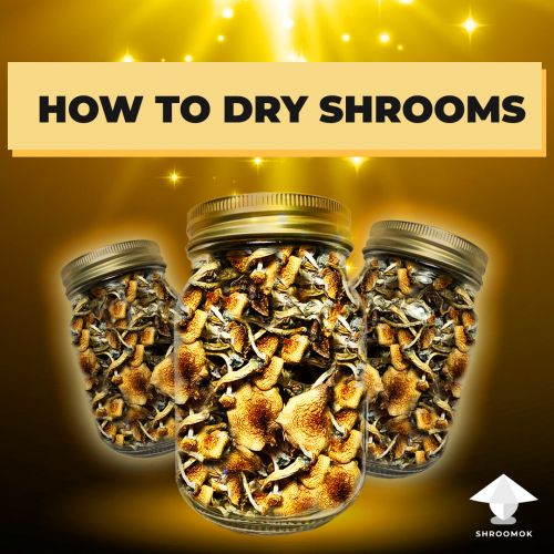 Drying and how to store shrooms for a long time