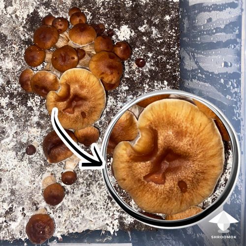 Bacterial blotch disease on mushrooms