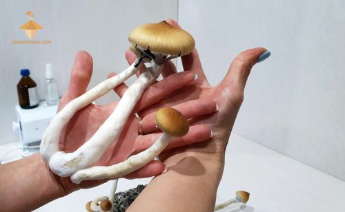 Beautiful psilocybe cubensis mushroom bunch