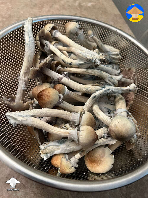 Harvested. Is this normal? #2