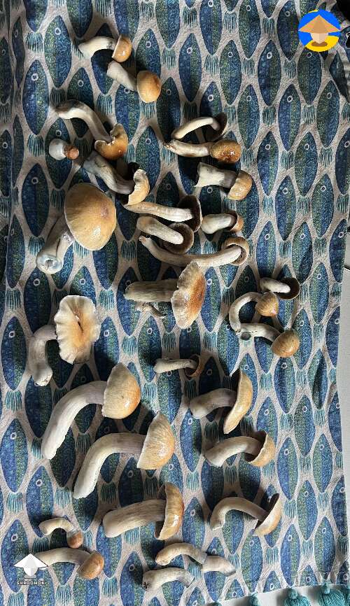 First grow fourth flush