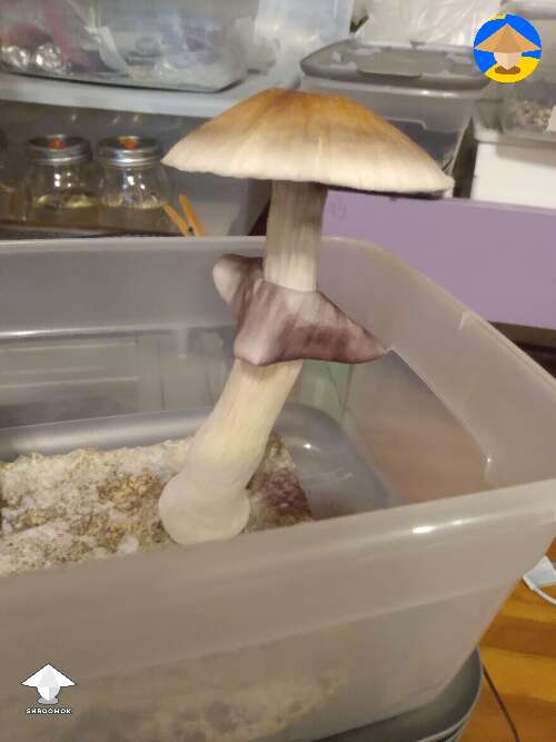 B+ shroomie