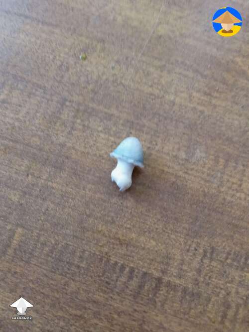 Just tiny cute APE shroom