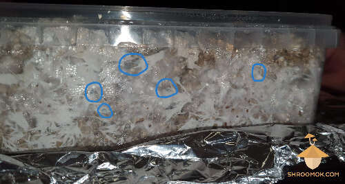 Penicillium blue mold - vermiculite casing layer