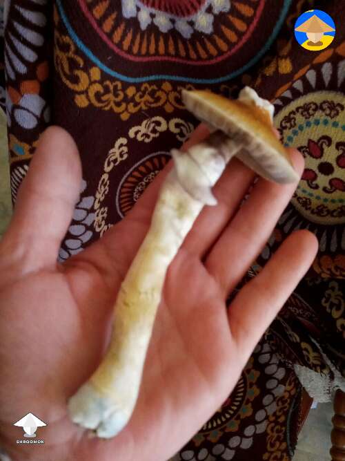 Magic shroom