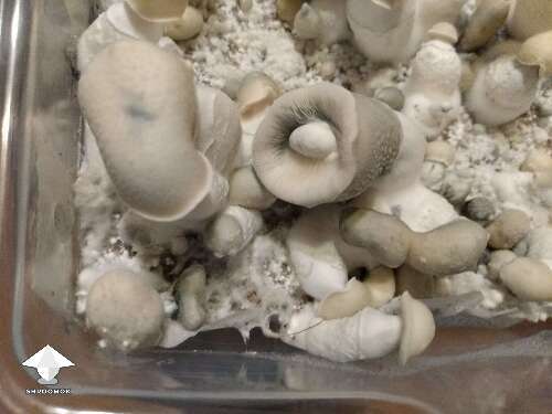 Haole magic mushroom growing