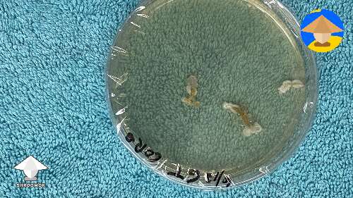 Learning/playing in agar. Dish has pieces from inside (clone) a Golden Teacher