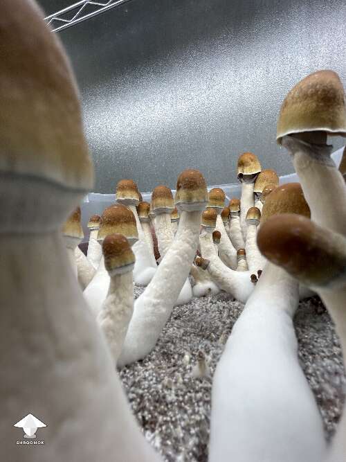 Walk among ODPE mushrooms