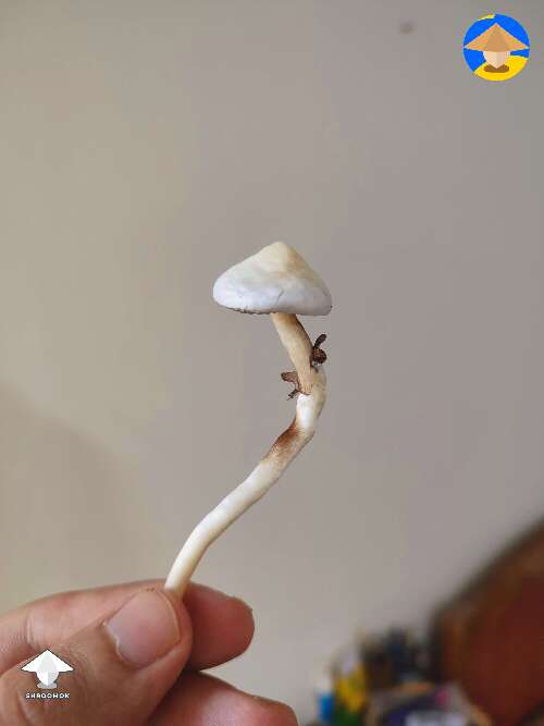 Cubensis Rusty Whyte first shroom ever