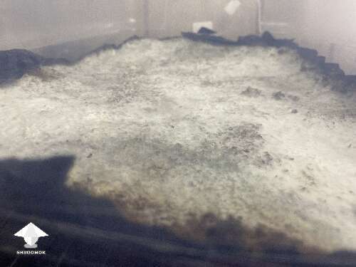 Dry mycelium crust - overlay