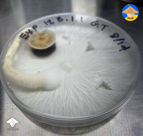 I have 4 agar plates growing mushrooms! Is this a good thing?