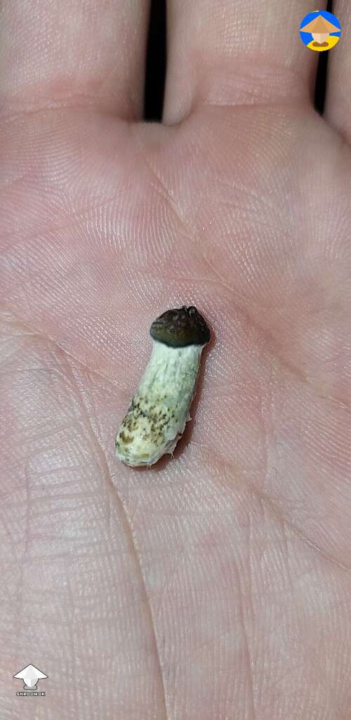 is it ok? Strange small shroom with discoloration