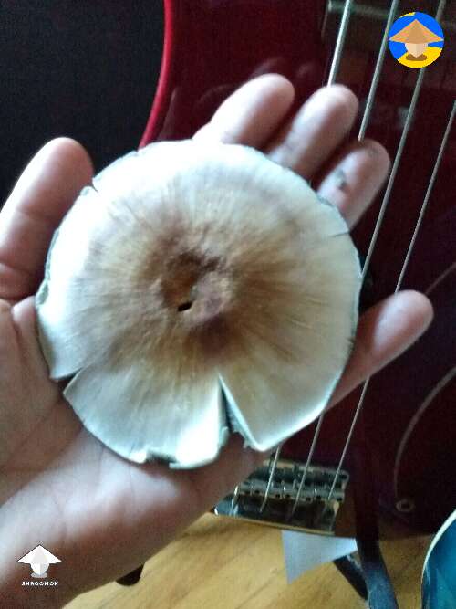 B+ mushroom cap from spore print