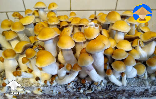 Fantastic flush of Thai Lipa Yai mushrooms