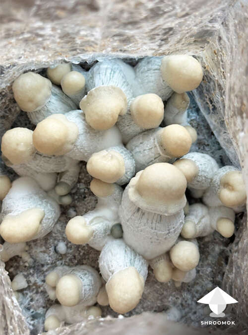 Caspers Ghost mushroom fruiting all in one bag