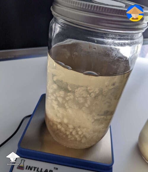 Contaminated liquid culture - signs of mold on top