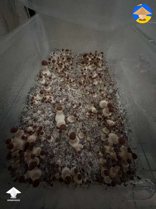 Beginners luck - mushroom fruiting #2