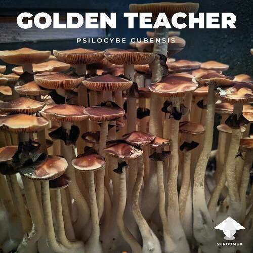 Golden Teacher harvest