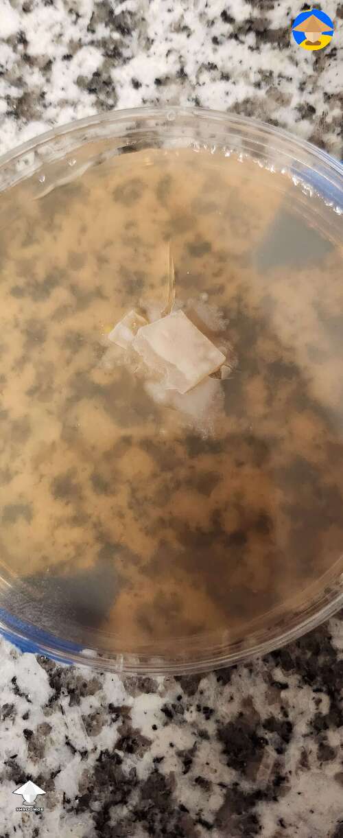 Update on my APE agar. You can see a small piece a yellow contam in the top left