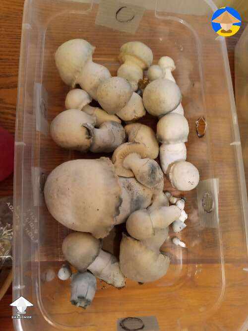 APE shrooms flush and harvest