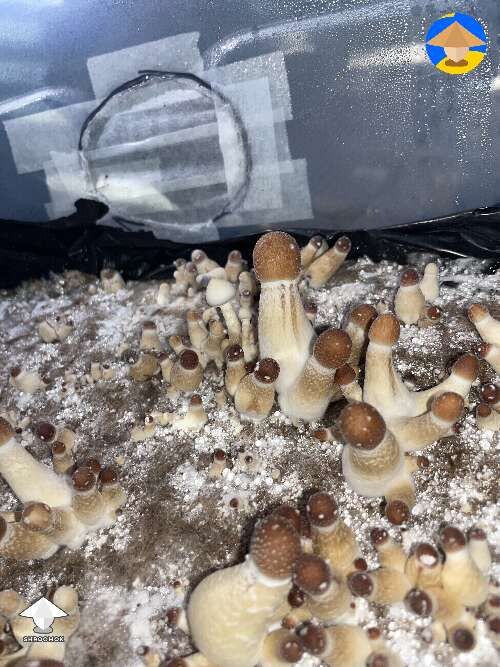 Not a harvest photo but some albino Pink Buffalo mushroom fruiting