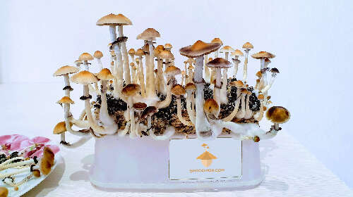 Fruiting psilocybe cubensis mushrooms brazil strain