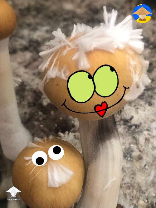 Shroom couple