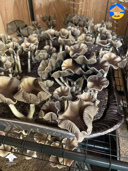 Shrooms contaminated? Need help ASAP please