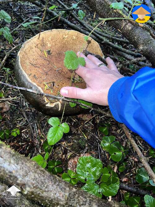 Mushroom hunting #4