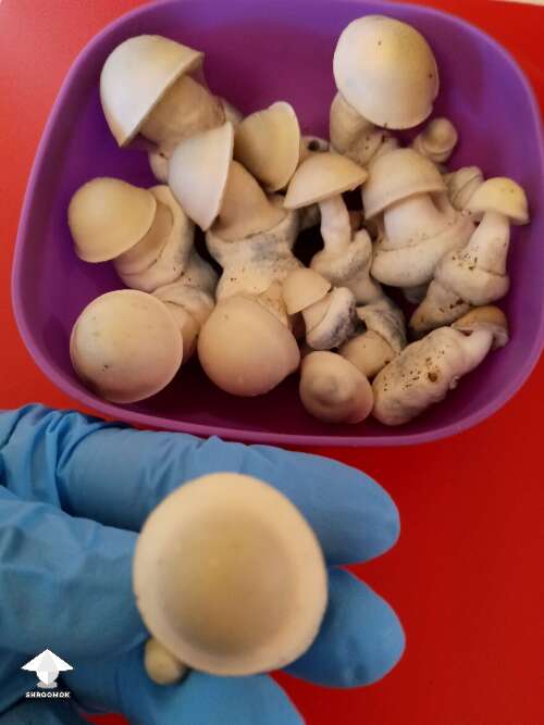 Harvested Psilocybe Cubensis Haole shrooms
