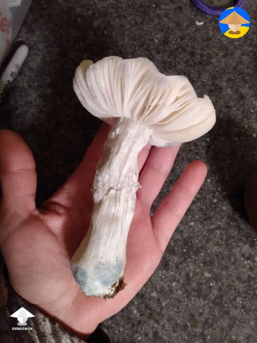 Albino Avery magic mushroom