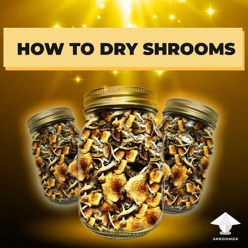 How to dry mushrooms for long term storage