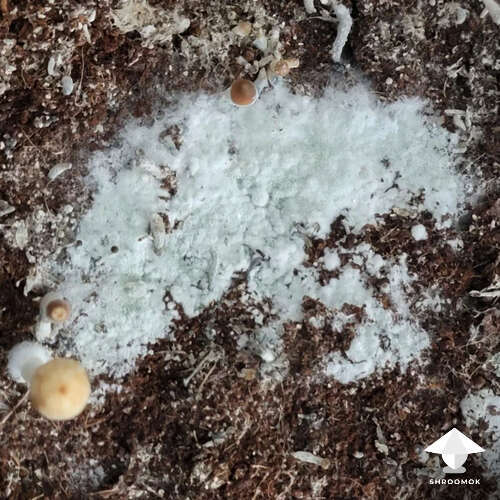 Green mold contamination in mushroom cultivation