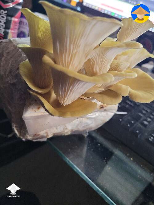 Golden Oysters mushrooms harvest