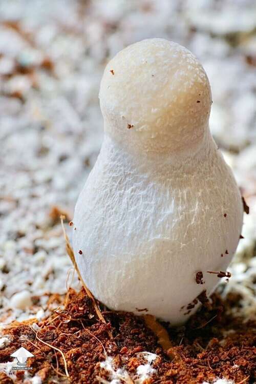 Pearly Gates shroom - like a little snowman