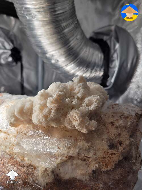 Lions Mane mushroom growing