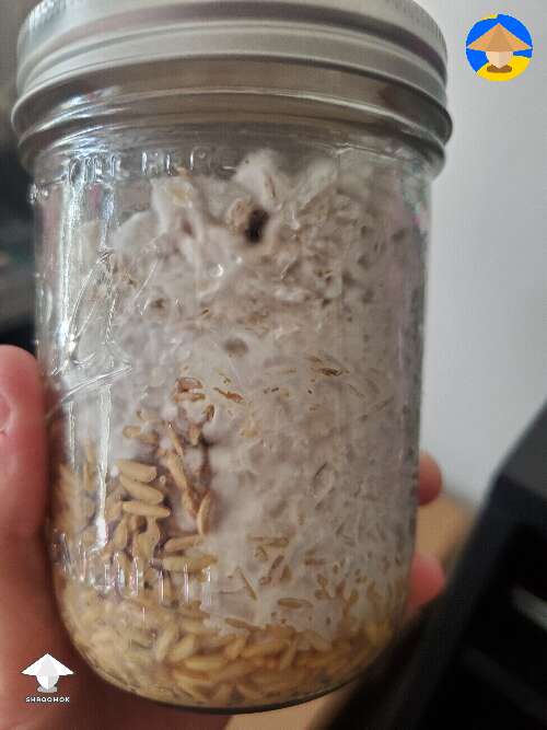 What are the chances this spawn jar survives those wet grains - answer in description