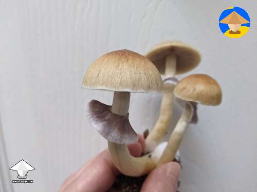Beautiful mushroom triple