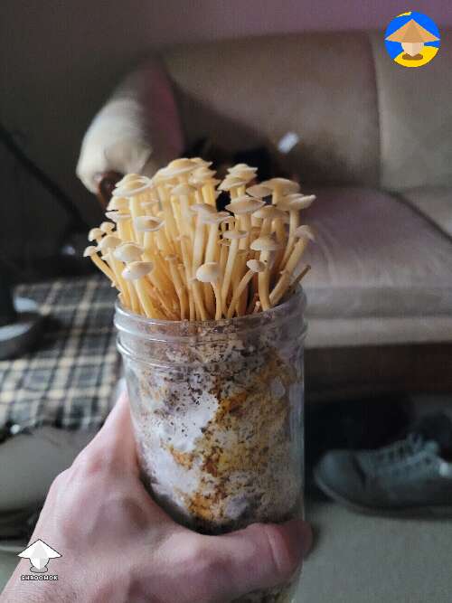 Got 45g of Enoki mushrooms out of a 28 oz jar