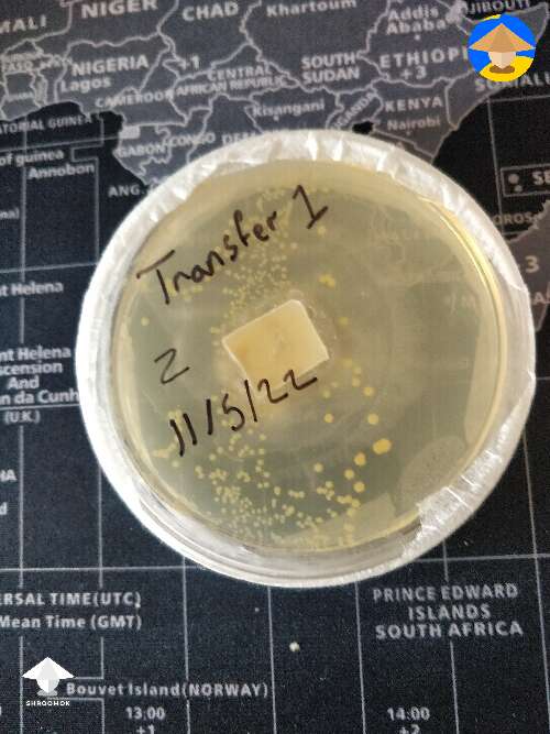 Contaminated agar plate