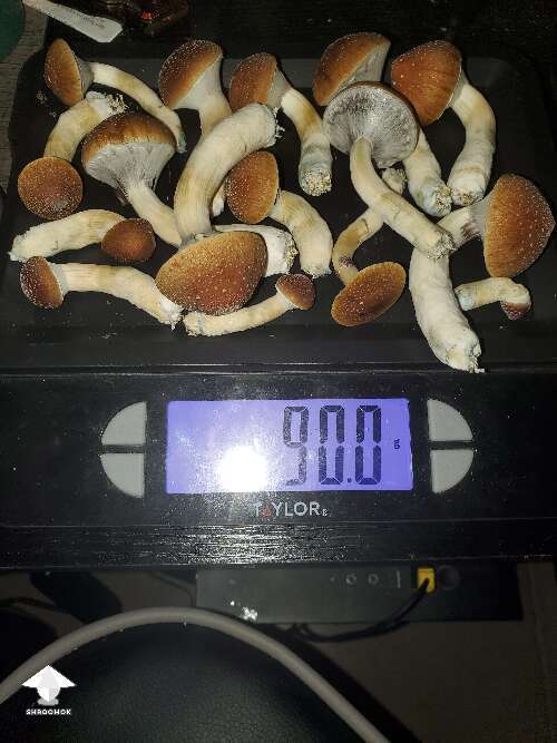Cubensis Blue Meanies harvest by MrsDuckyness