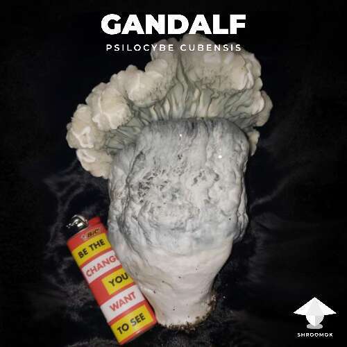 Gandalf mushroom
