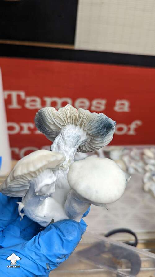 STAKZ magic mushroom strain #10