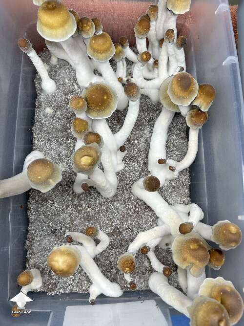 ODPE mushrooms are almost ready for harvesting