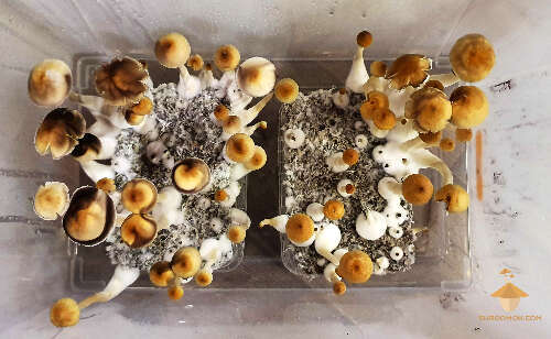 Magic mushrooms psilocybe cubensis thai strain fruiting
