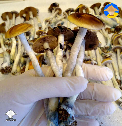 Ajax magic mushrooms