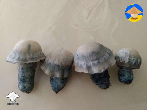 Deep blue yeti shrooms third flush