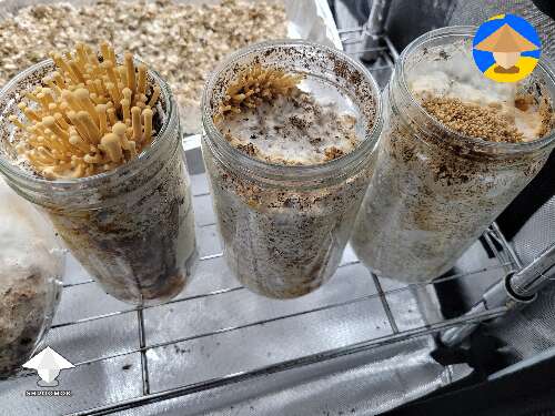 3 stages of Enoki mushrooms