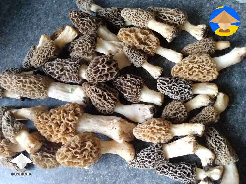 Morel mushrooms season