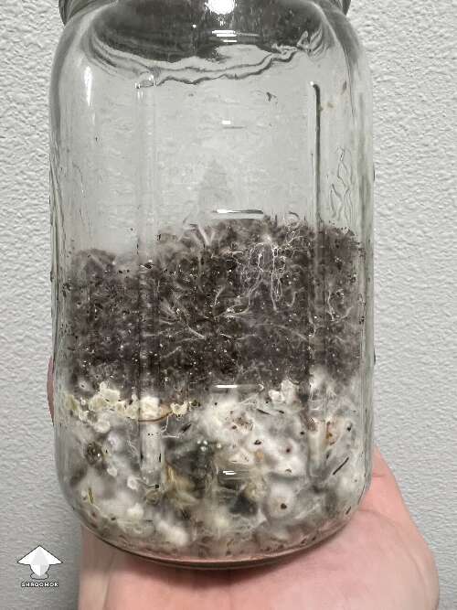 My attempt at a no waste mushroom growing. Substrate from a previous harvest covered with CVG on top